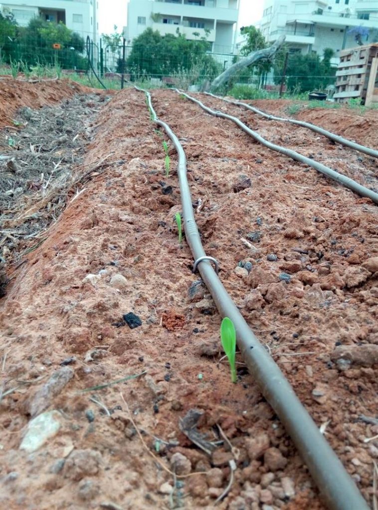 ערגות ראשונות וחיפוי הקרקע - נובמבר 2016