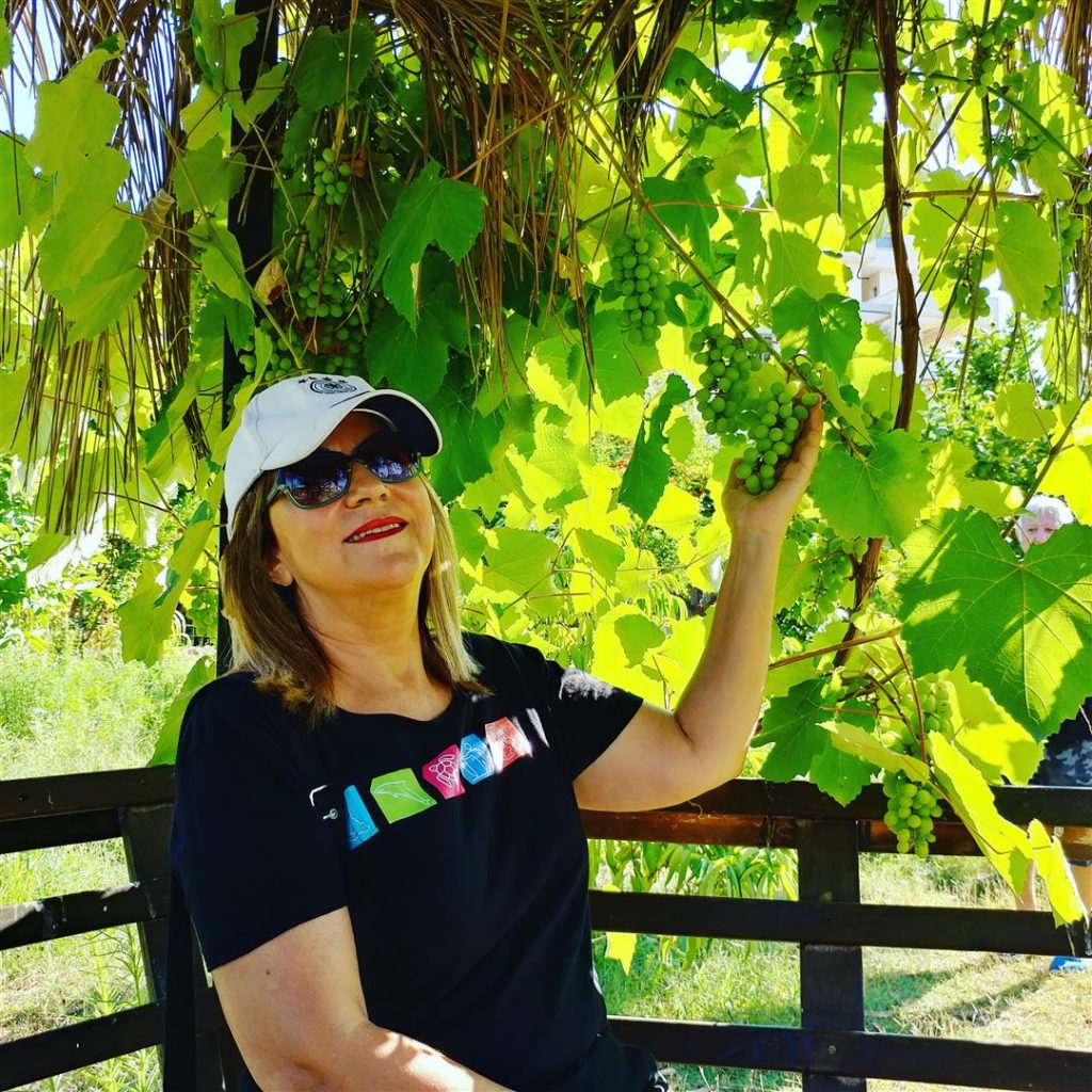 אשכולות הענבים המבשילים בין עלי הגפן בביתן הגזיבו שבגינת "הפעמונים" - יולי 2019