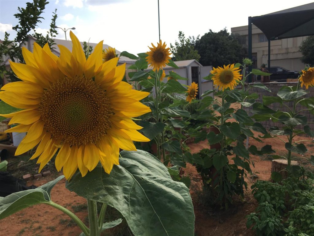 ערוגת החמניות שנהנו ממנה גם הציפורים - יולי 2017
