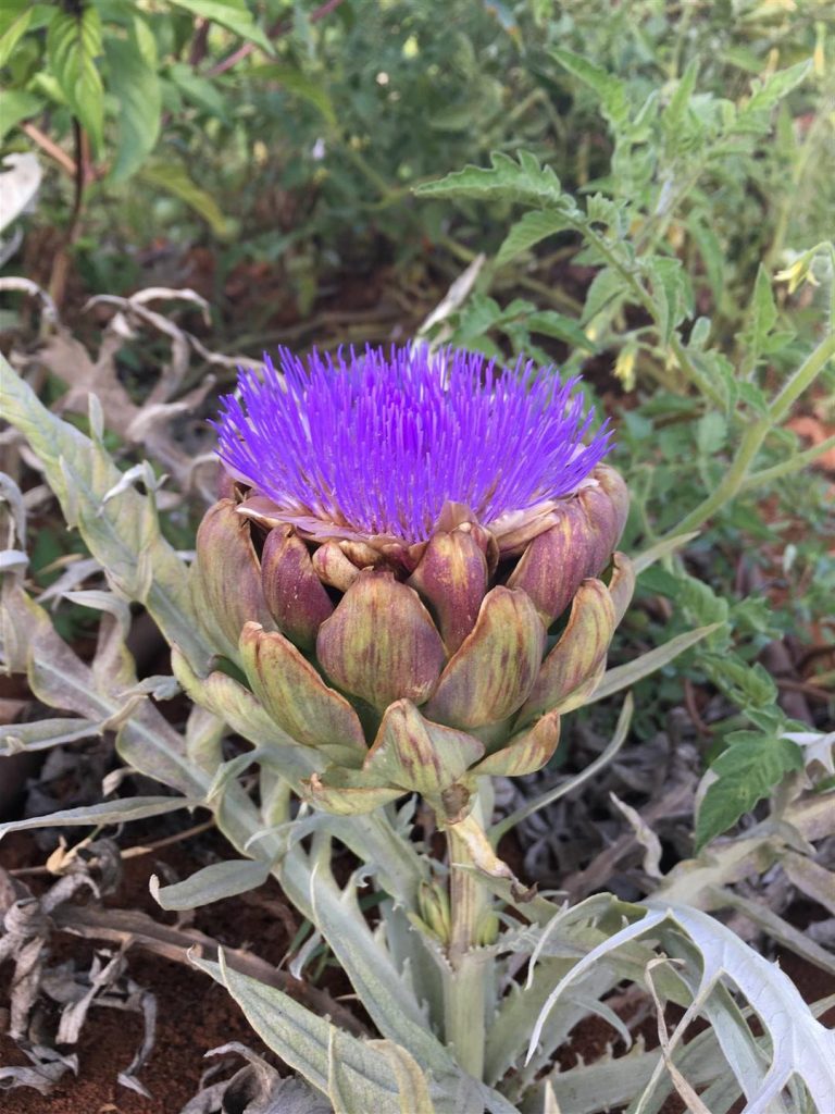 פרח הארטישוק שגדל לאחר שנה של המתנה - יולי 2017