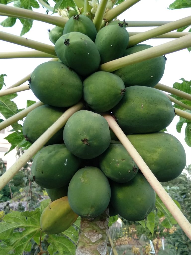 עצי הפפאיה מניבים פירות בשפע בגינת "הפעמונים" ברעננה