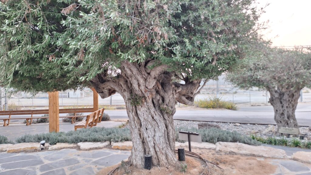 לכל אחד מהנרצחים נשתל עץ זית במרכז ההנצחה החדש שהוקם בנתיב העשרה