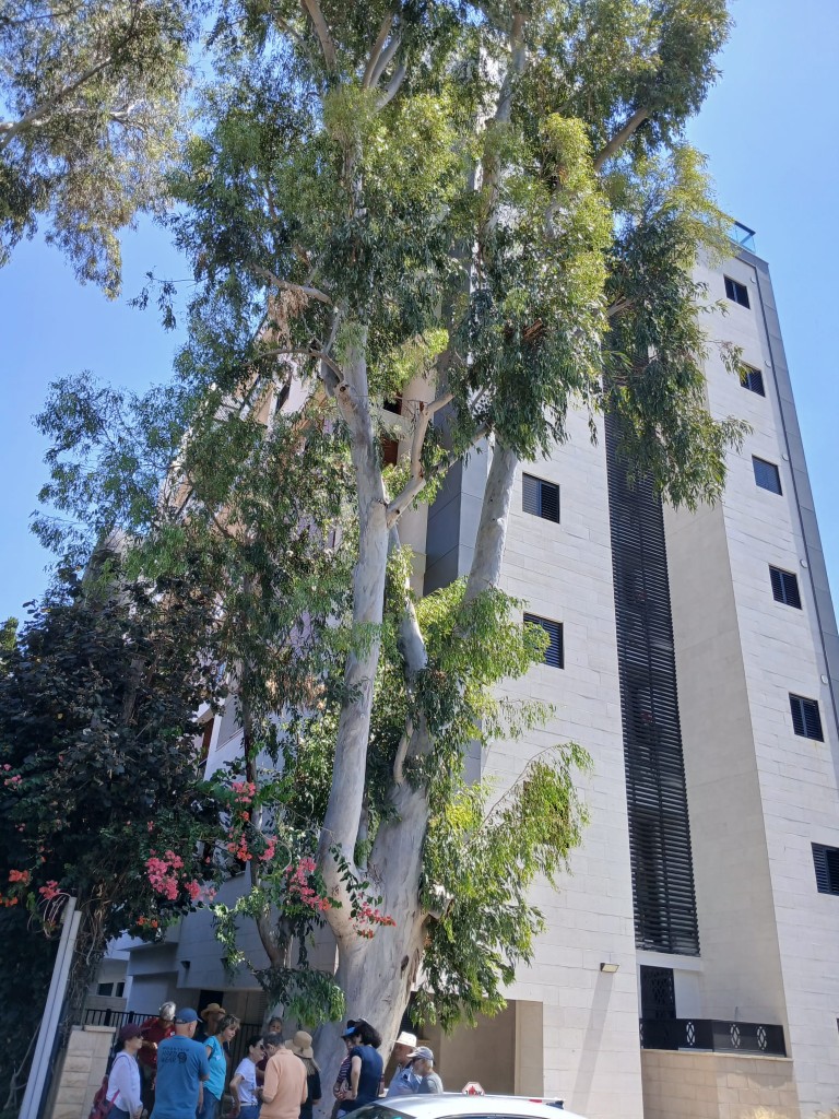 פרופסור יפעת הולצמן-גזית בהסבר לעורכי ויקיפדיה על המאבק להצלתו של עץ האקליפטוס העתיק