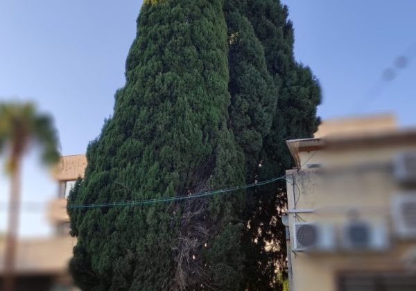 מסע בזמן להכרת סיפור מורשת חמשת עצי הברוש העתיקים שנטע מרדכי המורשתי בשנת 1929 ברח' אליעזר יפה 3 ברעננה